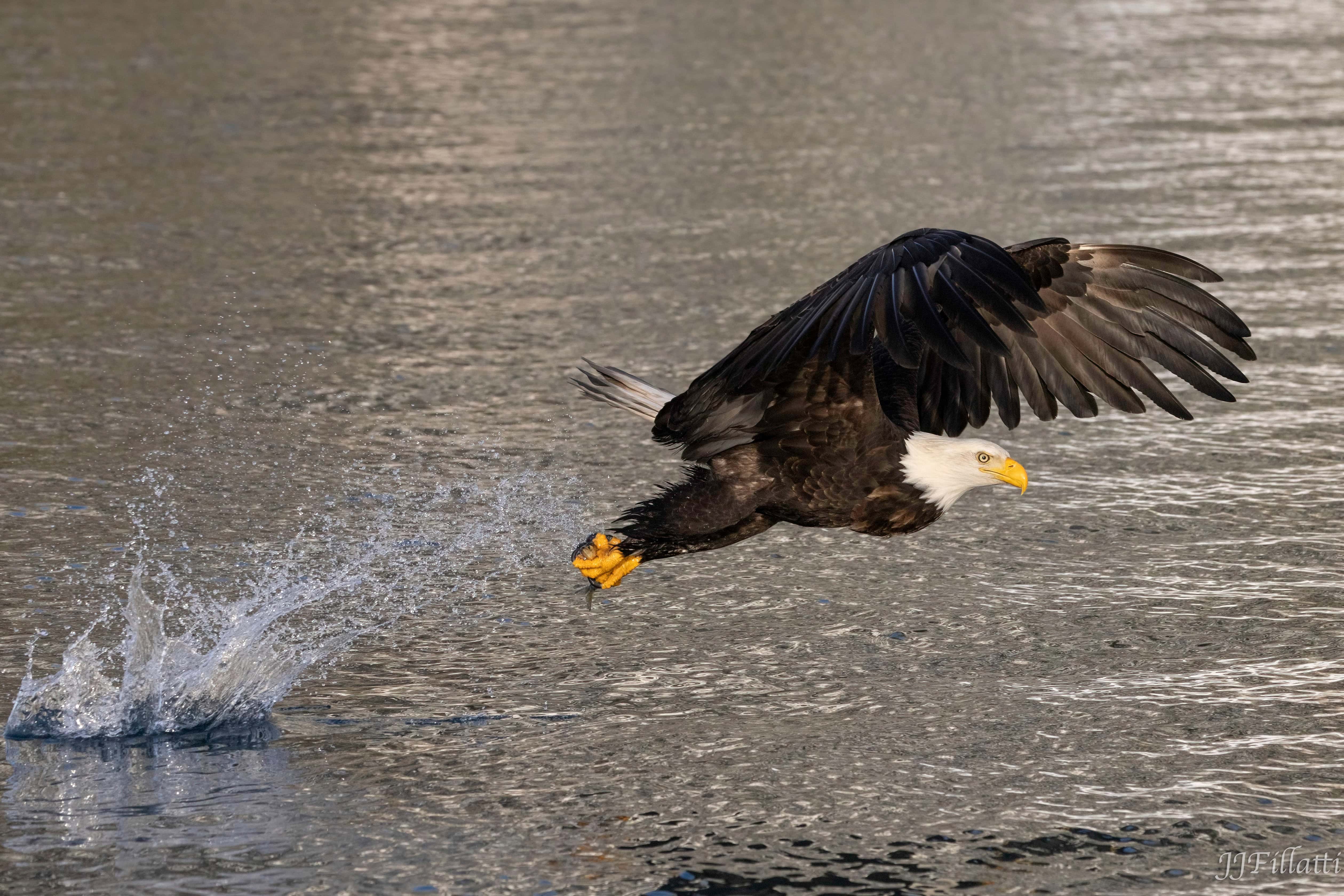 bird of homer alaska image 8